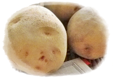 越冬野菜