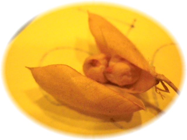 ひよこ豆