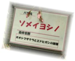 サクラ
