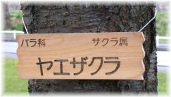 サクラ