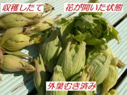 春