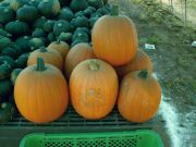 ハロウィーンかぼちゃ