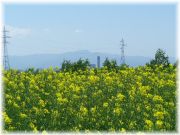 2012菜の花
