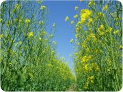 2012菜の花