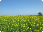 2012菜の花