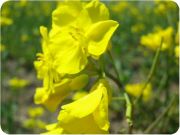 2012菜の花