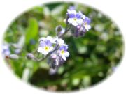 2012菜の花