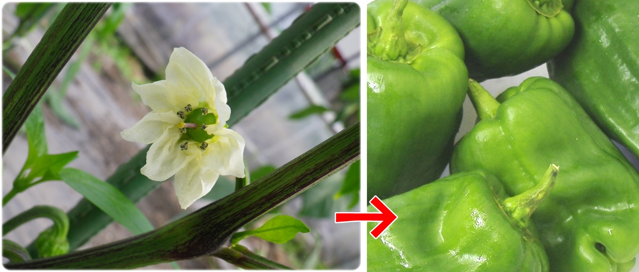 野菜