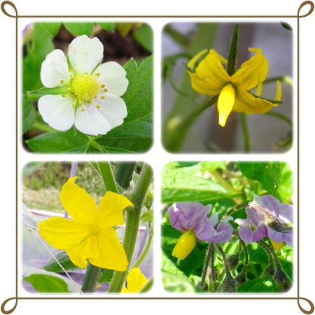 野菜花