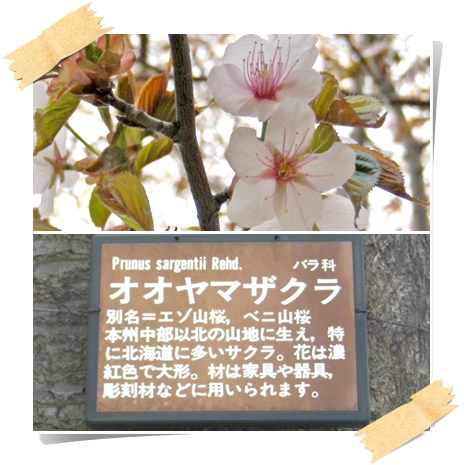 桜