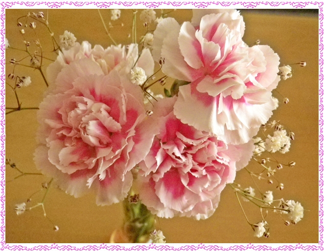 carnation.jpg