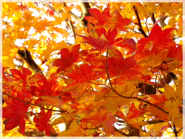 2012江別紅葉