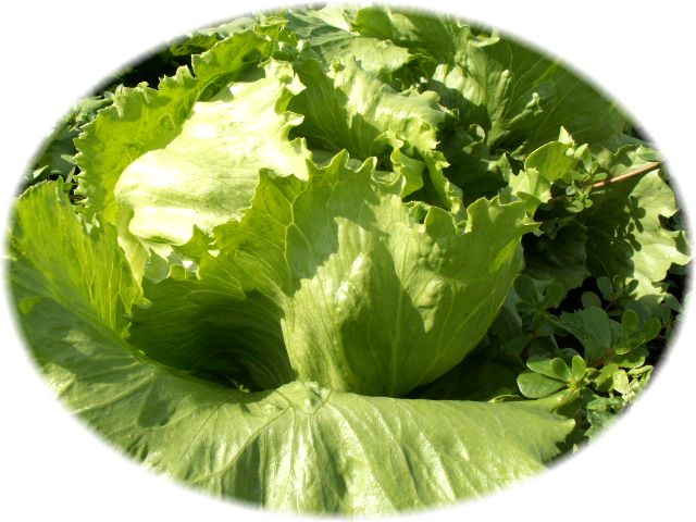 あんなレタス こんなレタス 北海道産 形にこだわらない野菜の通販ショップ おにおんぼうず あんなレタス こんなレタス 北海道産 形にこだわらない野菜の通販ショップ おにおんぼうず