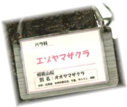 サクラ