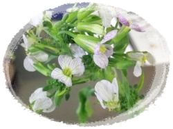 ダイコンの花
