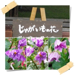 2013花フェスタ