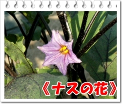 ナスの花