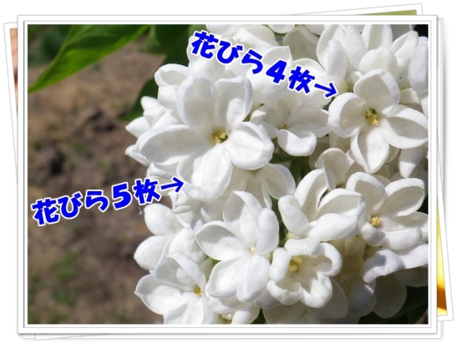 ライラック