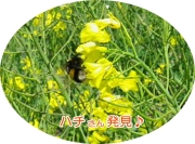 2012菜の花