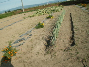 夏野菜～夢のあと