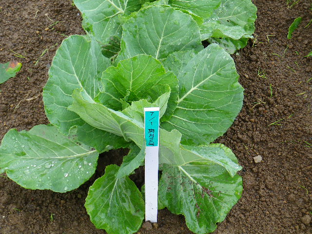 ミニ野菜