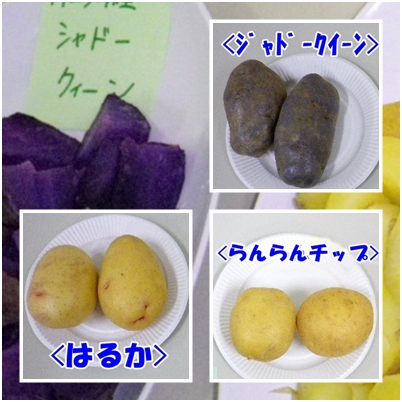 ジャガイモ講座