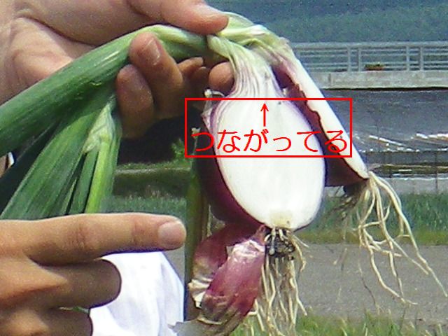 さらさらレッド畑2012