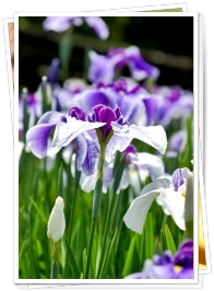 菖蒲の花