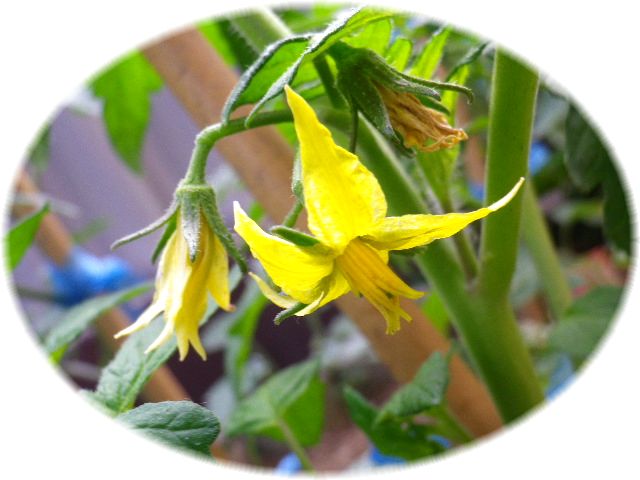 トマトの花